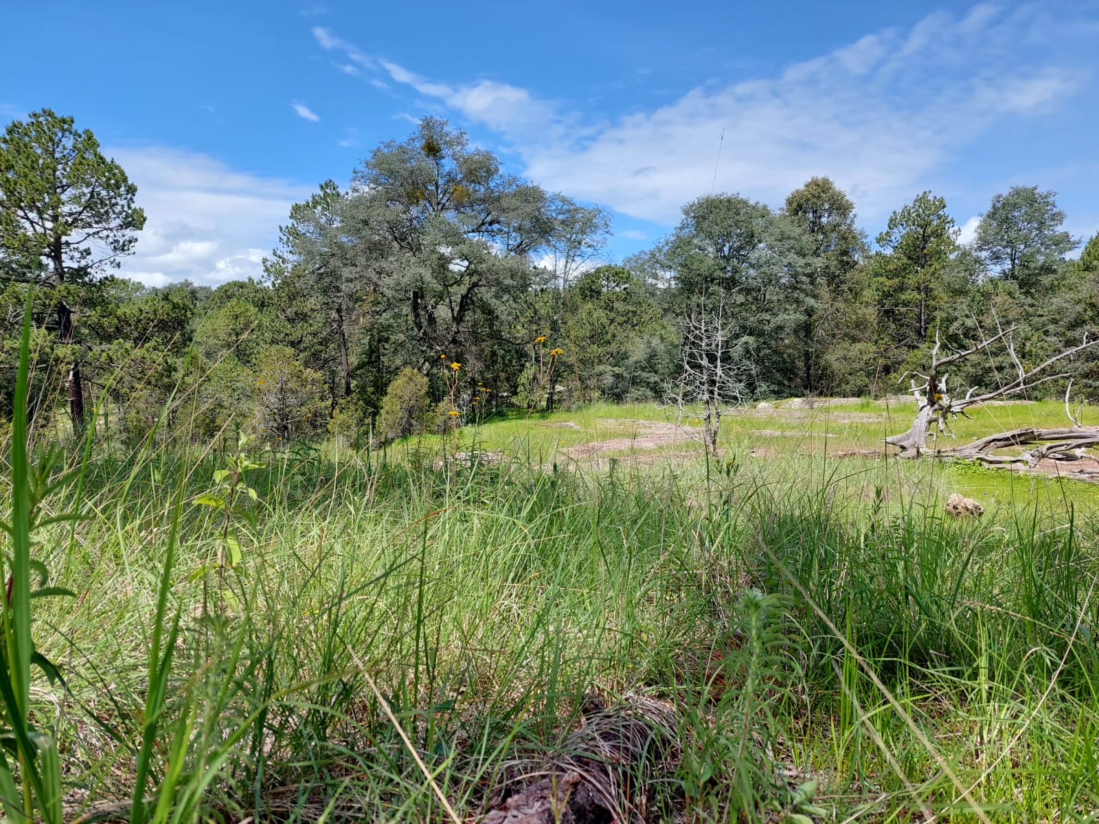 Hacienda Coyotes (17)