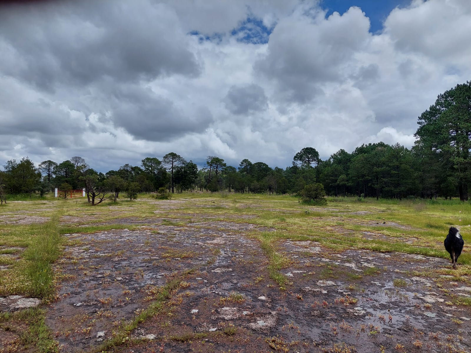 Hacienda Coyotes (19)