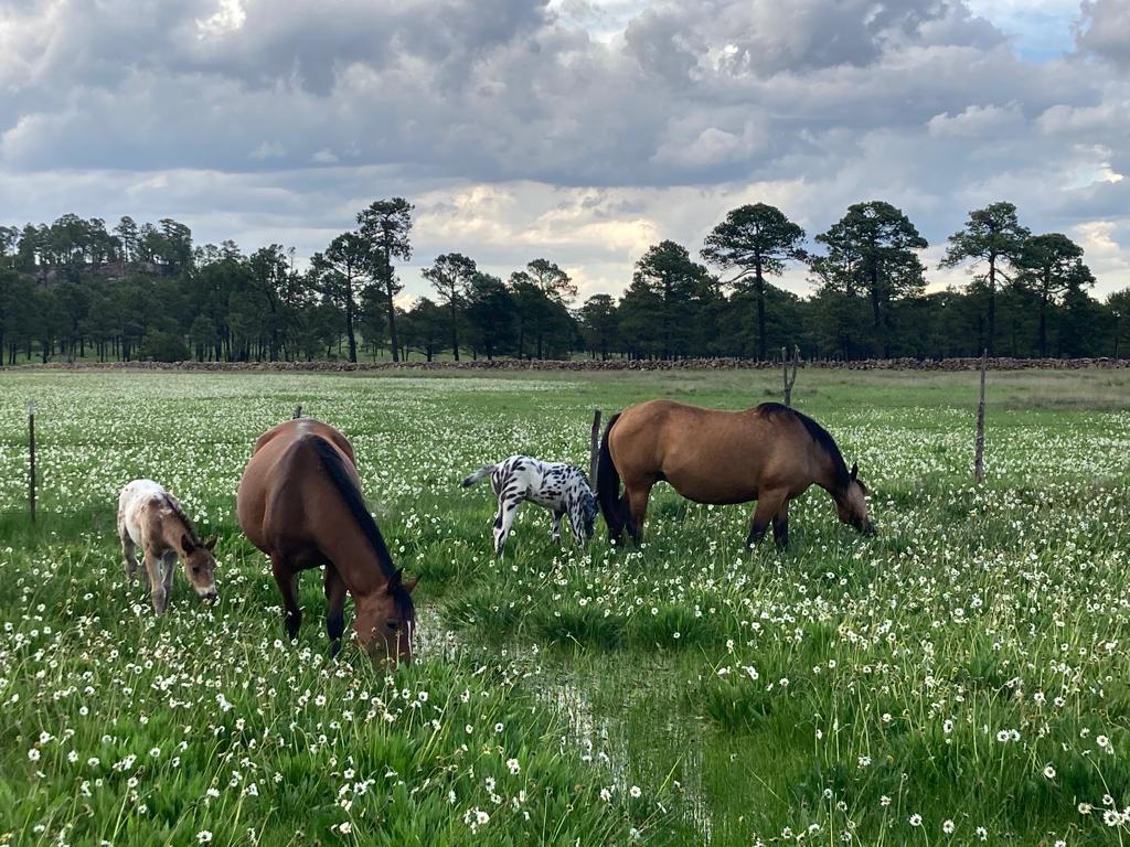 Hacienda Coyotes (55)