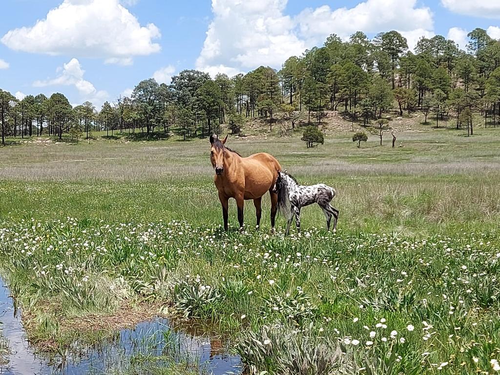 Hacienda Coyotes (58)