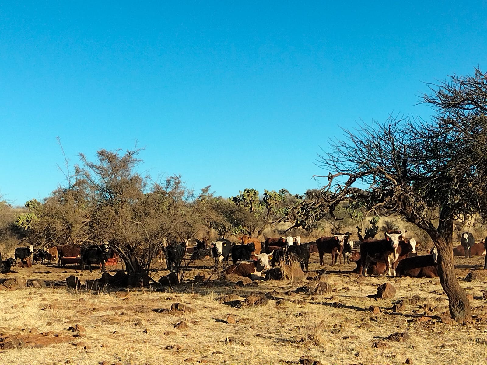 Rancho El Mexicano (11)