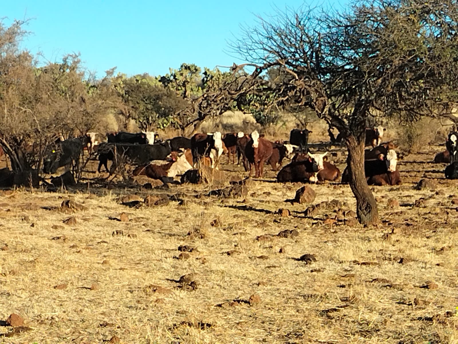 Rancho El Mexicano (12)
