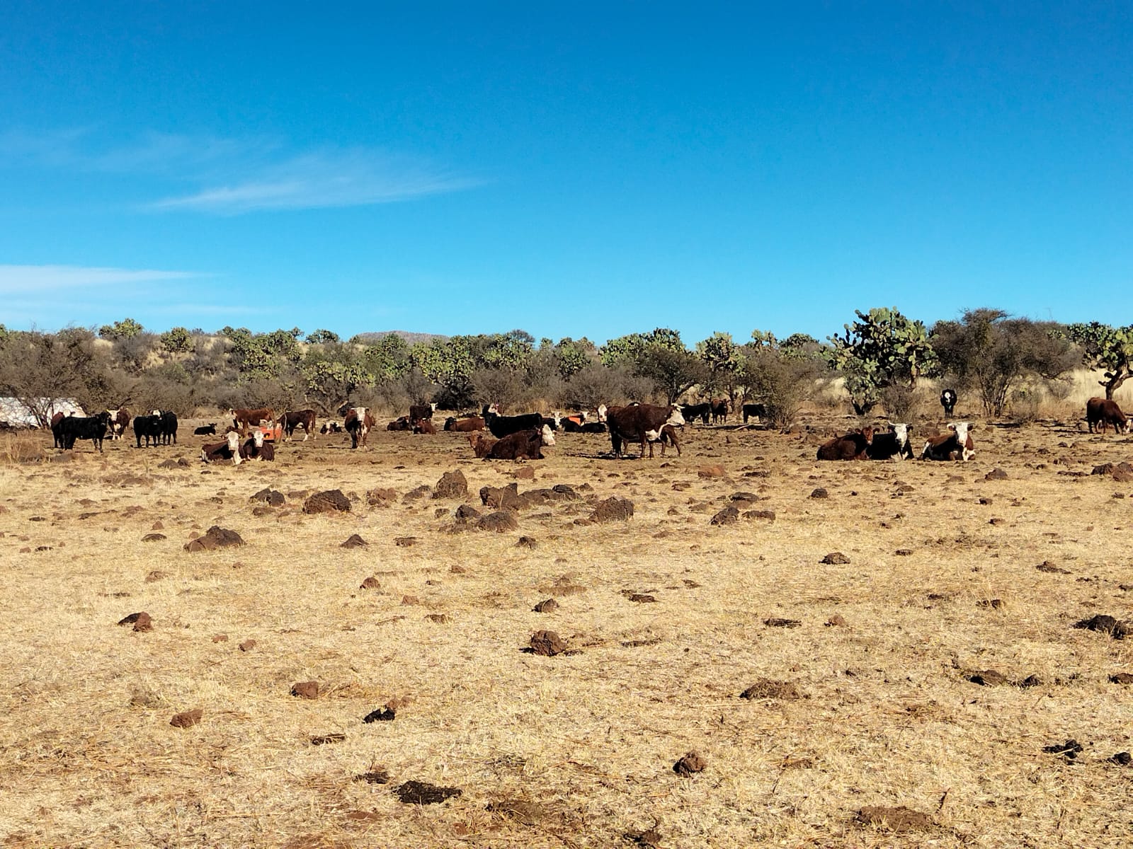 Rancho El Mexicano (4)