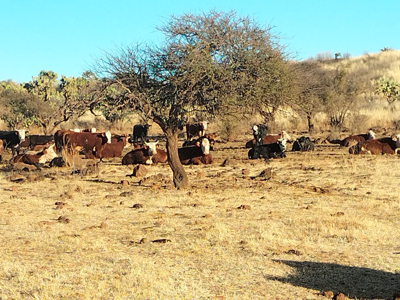 Rancho El Mexicano (7)