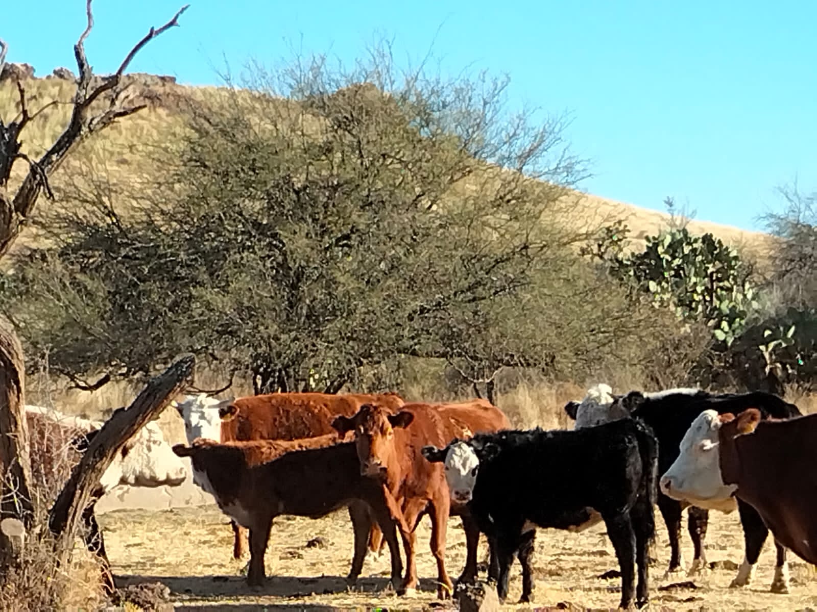 Rancho El Mexicano (9)